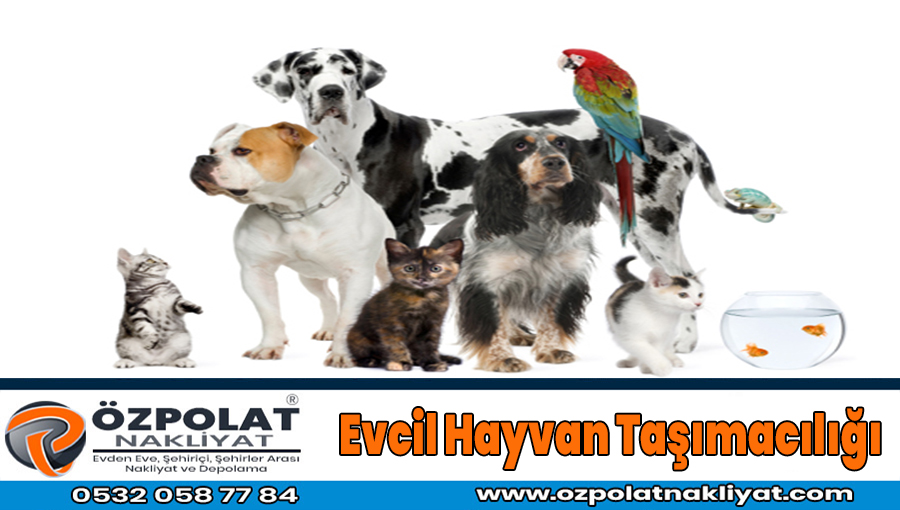 Ankara evcil hayvan taşımacılığı Ankara'da evcil hayvan taşıma Taksi Pet Fiyatları