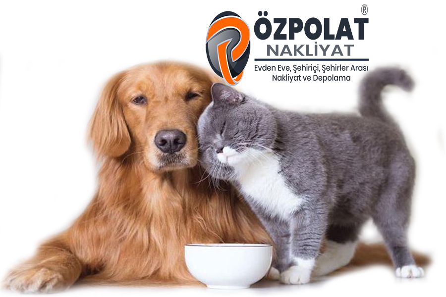 Evcil Hayvan Taşıma kedi taşıma köpek taşıma Ankara evcil hayvan taşımacılığı firması